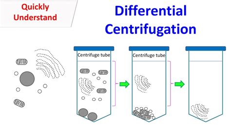 differential centrifuge definition.